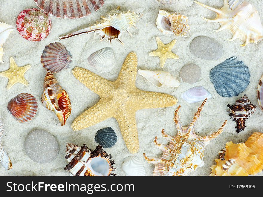 Starfish and shells on the beach