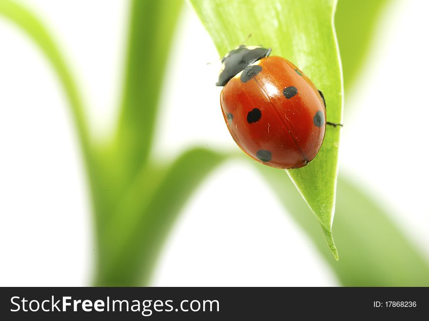 Red ladybug on green grass isolated on white