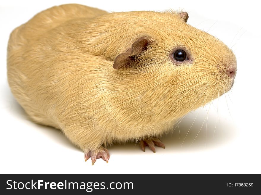 Guinea pig looking up and sniffing on white background. Guinea pig looking up and sniffing on white background