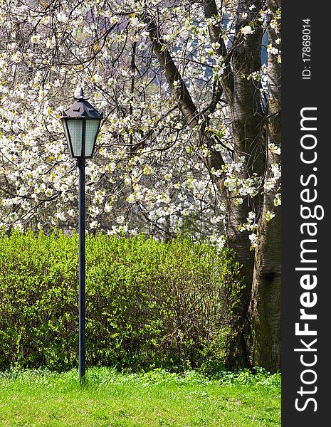 Lantern in a blooming spring park