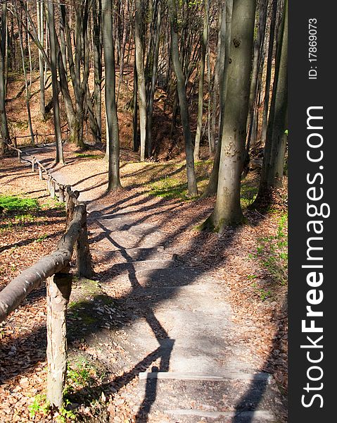 Wooden stairs on a hill in a spring forest