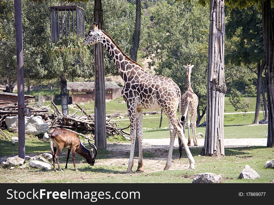 Giraffe in the zoo eating green