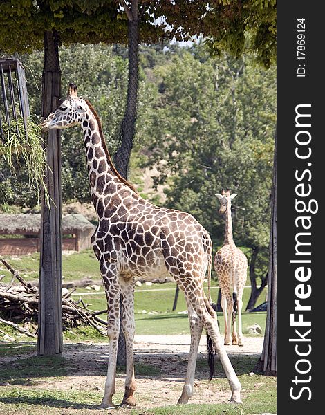 Couple of giraffe in the zoo eating green