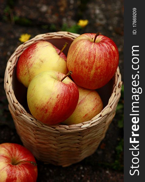 Apples in the basket , autumn