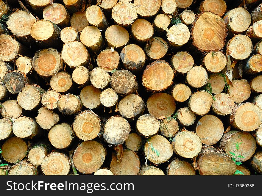Image showing ends of cut logs. Image showing ends of cut logs