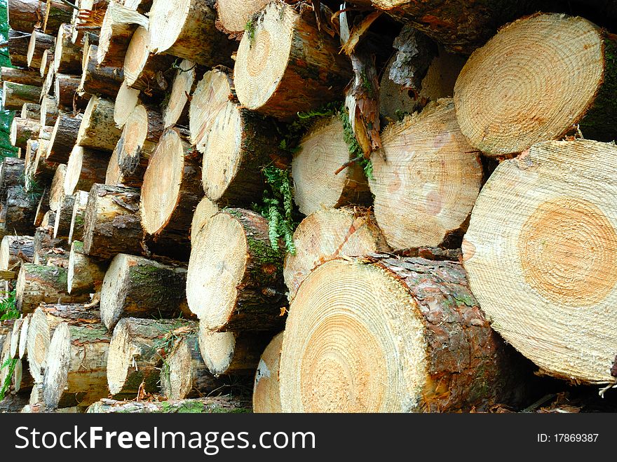 Pile of cut logs