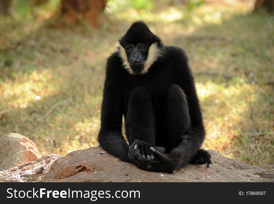 Image of a gibbon sitting in nature.