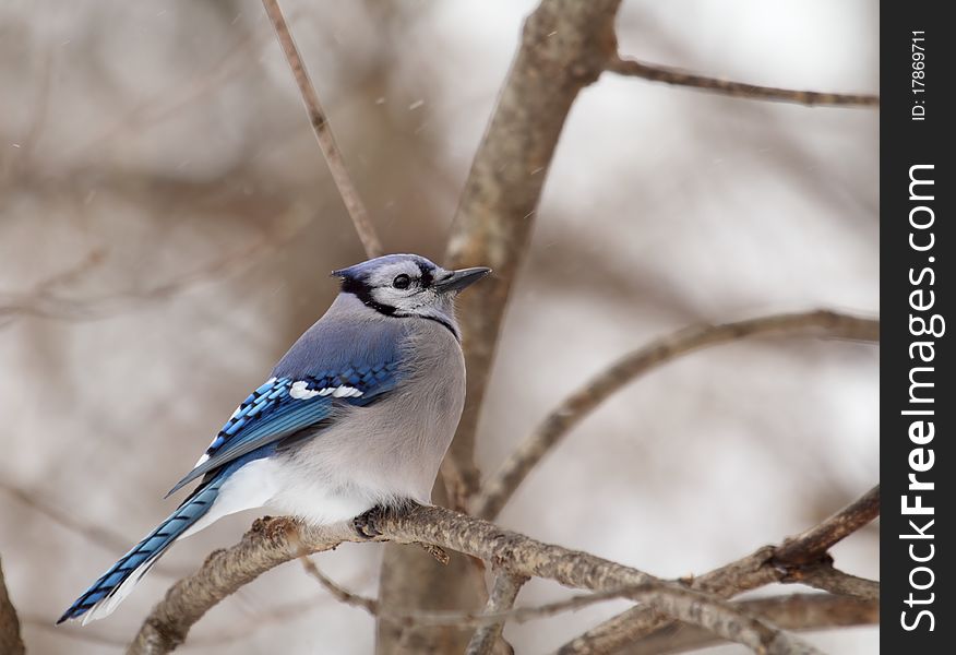 Blue Jay, Cyanocitta cristata, perched on a tree branch