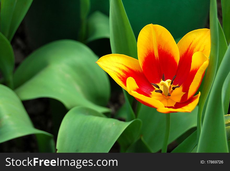 A orange-yellow tulip in a field of buds. A orange-yellow tulip in a field of buds