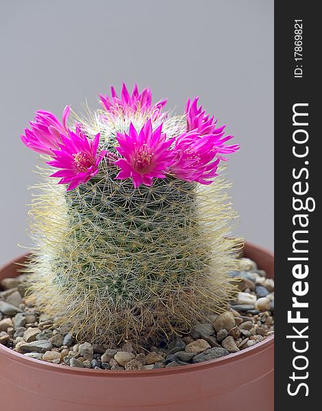 Cactus with blossoms on dark background (Mammillaria).Image with shallow depth of field. Cactus with blossoms on dark background (Mammillaria).Image with shallow depth of field.
