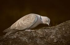 Collared Dove Eats Bird Food On Rock Royalty Free Stock Image