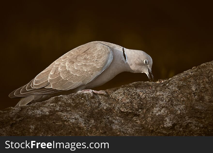 Collared dove on rock with eyes closed eats bird food. The Eurasian collared dove Streptopelia decaocto is a dove species native to Europe and Asia, which has been introduced to North America. Collared dove on rock with eyes closed eats bird food. The Eurasian collared dove Streptopelia decaocto is a dove species native to Europe and Asia, which has been introduced to North America