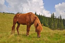 Horse On A Hillside Royalty Free Stock Photography Horse On A Hillside Royalty Free Stock Photography