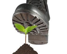 Military Shoe And Plant Royalty Free Stock Images Military Shoe And Plant Royalty Free Stock Images