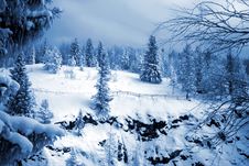 Winter Forest Stock Images Winter Forest Stock Images