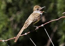Brown-crested Flycatcher 3 Stock Photography Brown-crested Flycatcher 3 Stock Photography