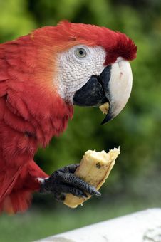 Parrot Stock Image
