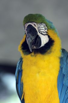 Parrot Royalty Free Stock Photography