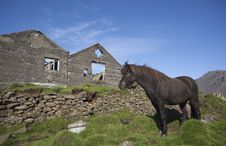 Icelandic Horse Standing In Old Ruins Royalty Free Stock Images