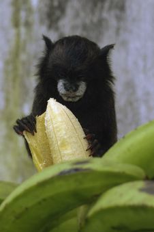 Amazon Monkey Stock Photo