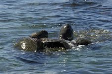 Sea Turtles Mating Royalty Free Stock Photography Sea Turtles Mating Royalty Free Stock Photography