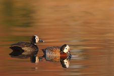 Autumn Ducks Royalty Free Stock Photos Autumn Ducks Royalty Free Stock Photos