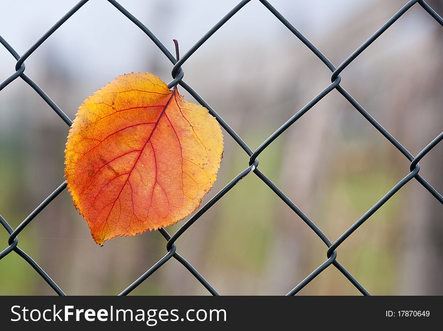 Autumn leaves entangled in the wire. Autumn leaves entangled in the wire