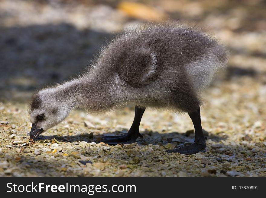 Gosling loking for food on a ground