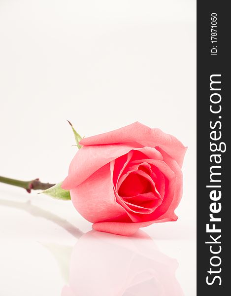 Pink rose on white background. Pink rose on white background