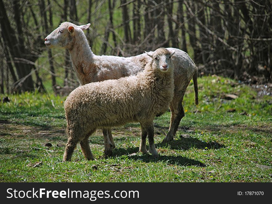 Sheep on a hillside