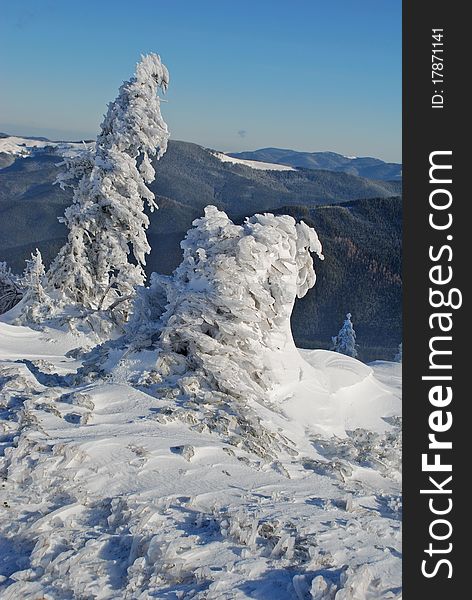 Winter firs under snow in a mountain landscape. Winter firs under snow in a mountain landscape