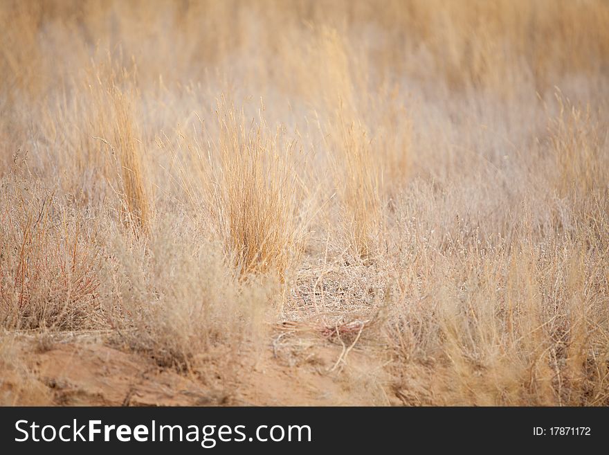 Dry yellow grass in a desert. Dry yellow grass in a desert