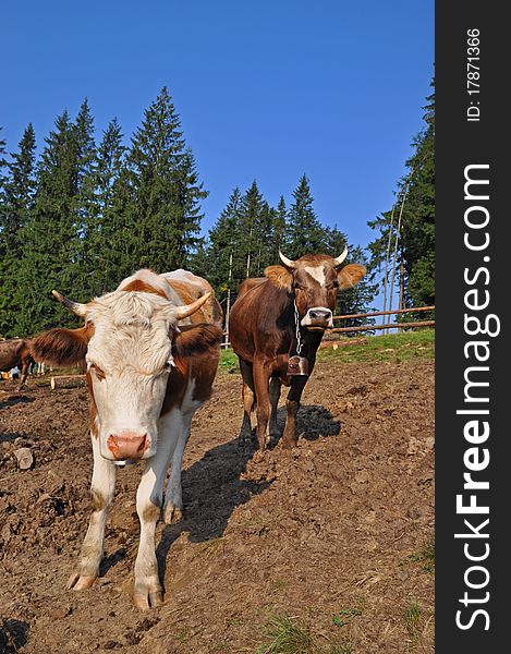 A cows on a summer pasture in a rural landscape