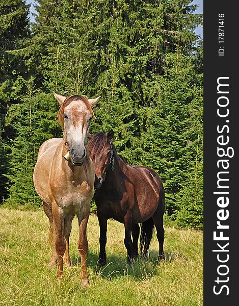 Horses on a hillside in a summer landscape under the dark blue sky