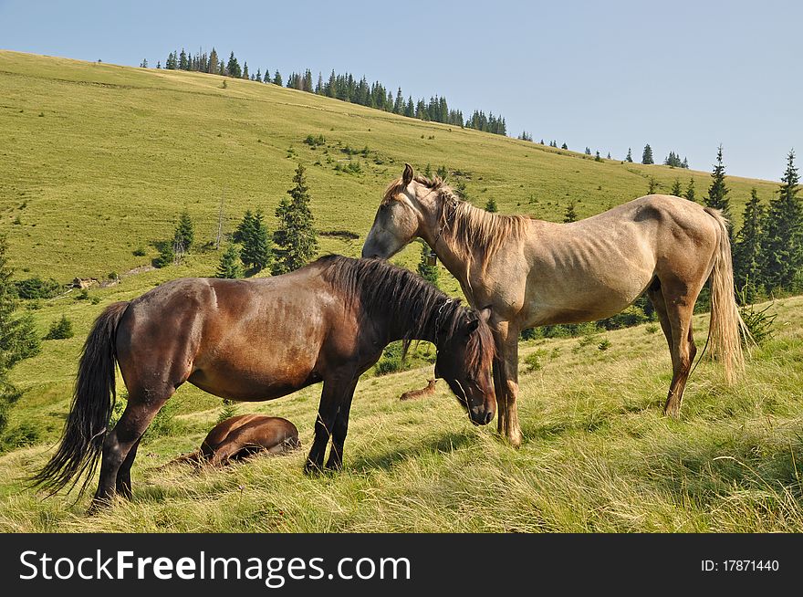 Horses on a hillside in a summer landscape under the dark blue sky