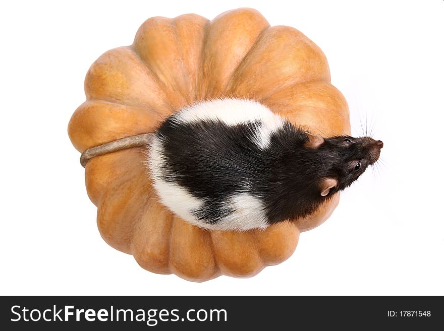 Rat on a pumpkin