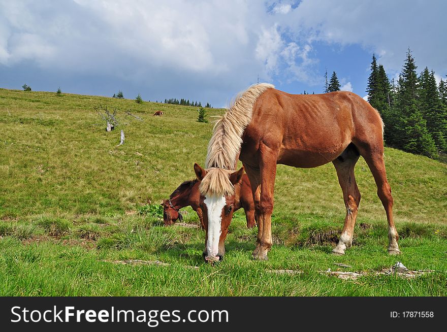 Horses on a hillside in a summer landscape under the dark blue sky