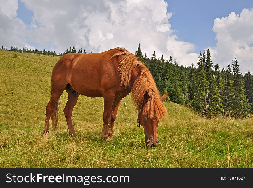 Horse on a hillside in a summer landscape under the dark blue sky