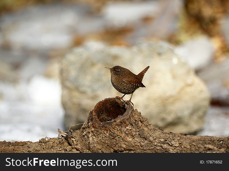 It is a wren in winter of Beijing China.
Photo is in Jan 2011.