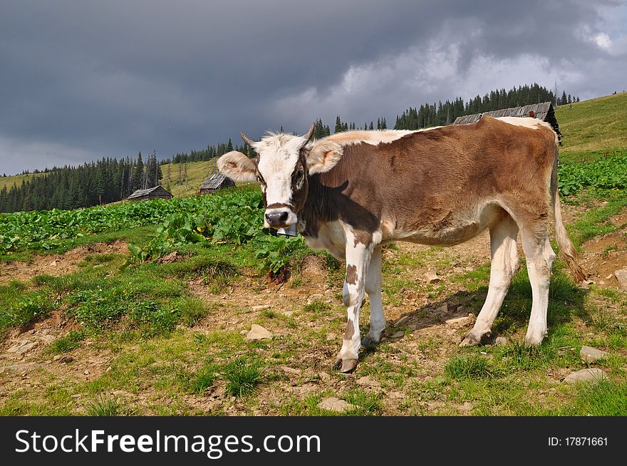 Cow on a mountain pasture