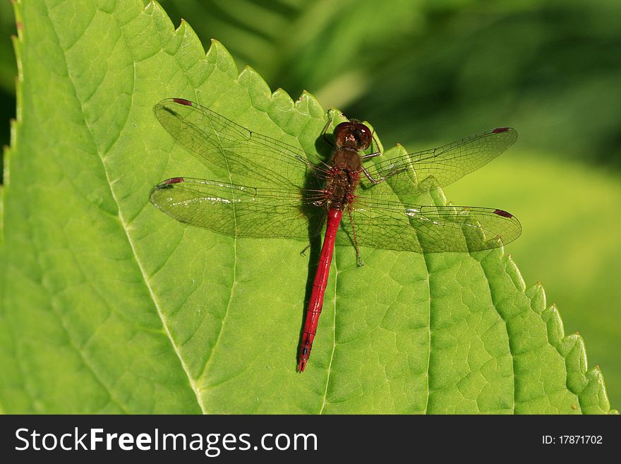 A Dragonfly rests on a leaf