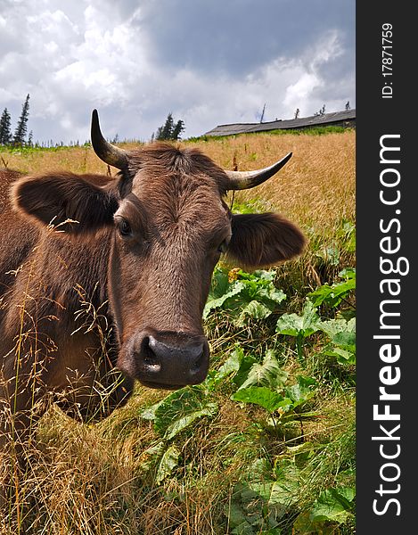 A cow on a summer pasture in a rural landscape. A cow on a summer pasture in a rural landscape