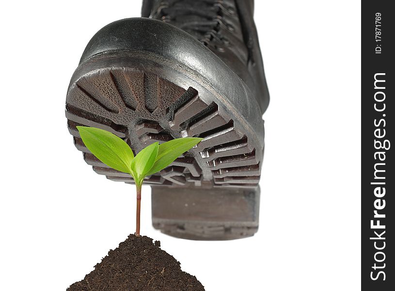 Military shoe and plant on white background