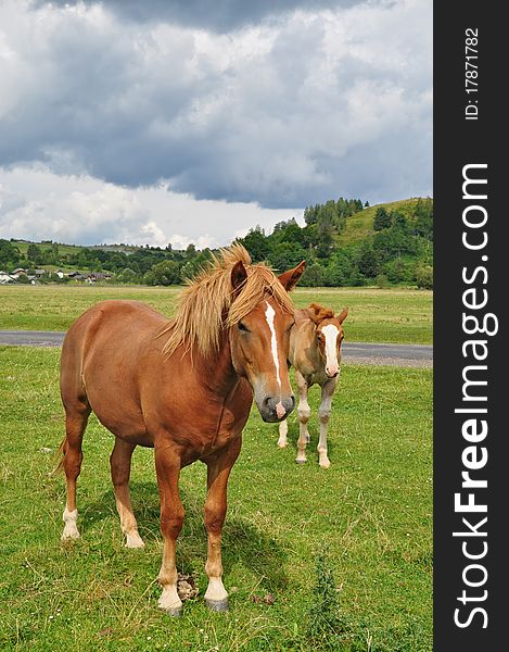 Horses on a pasture in a summer landscape under the dark blue sky