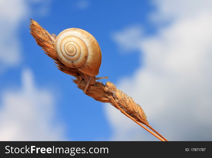 A snail crawling on a branch against the blue sky. A snail crawling on a branch against the blue sky