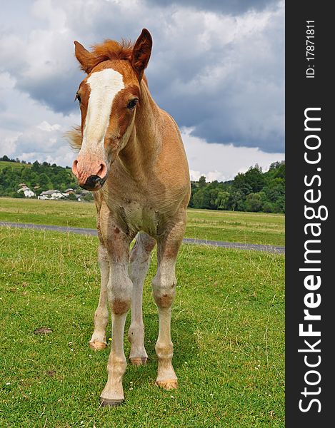 Foal on a pasture in a summer landscape under the dark blue sky