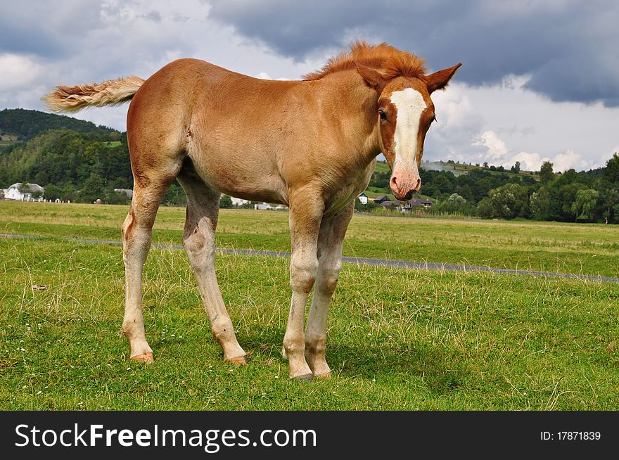 Foal on a pasture