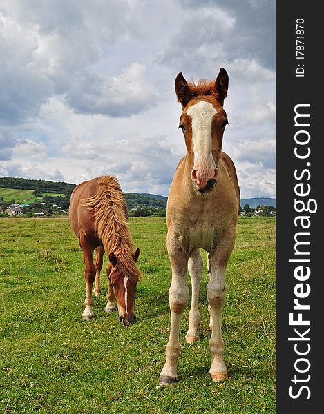 Horses on a pasture in a summer landscape under the dark blue sky