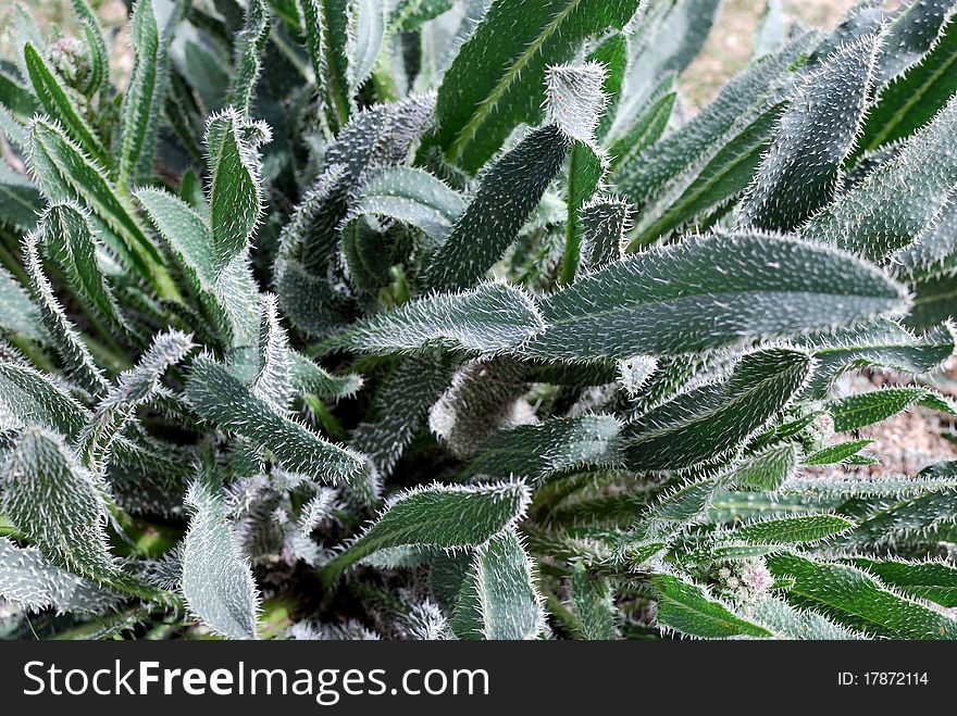 Prickly leaves - protective reaction of a plant in desert, can use for background.