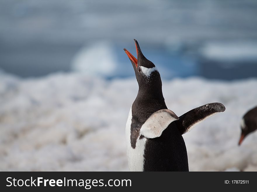 A gentoo Penguin calling on the beach